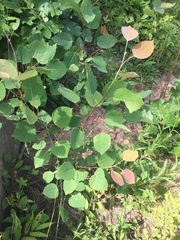 Populus