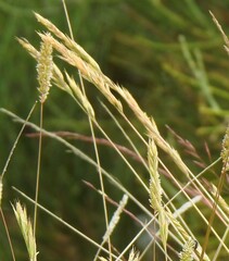 Festuca indigesta