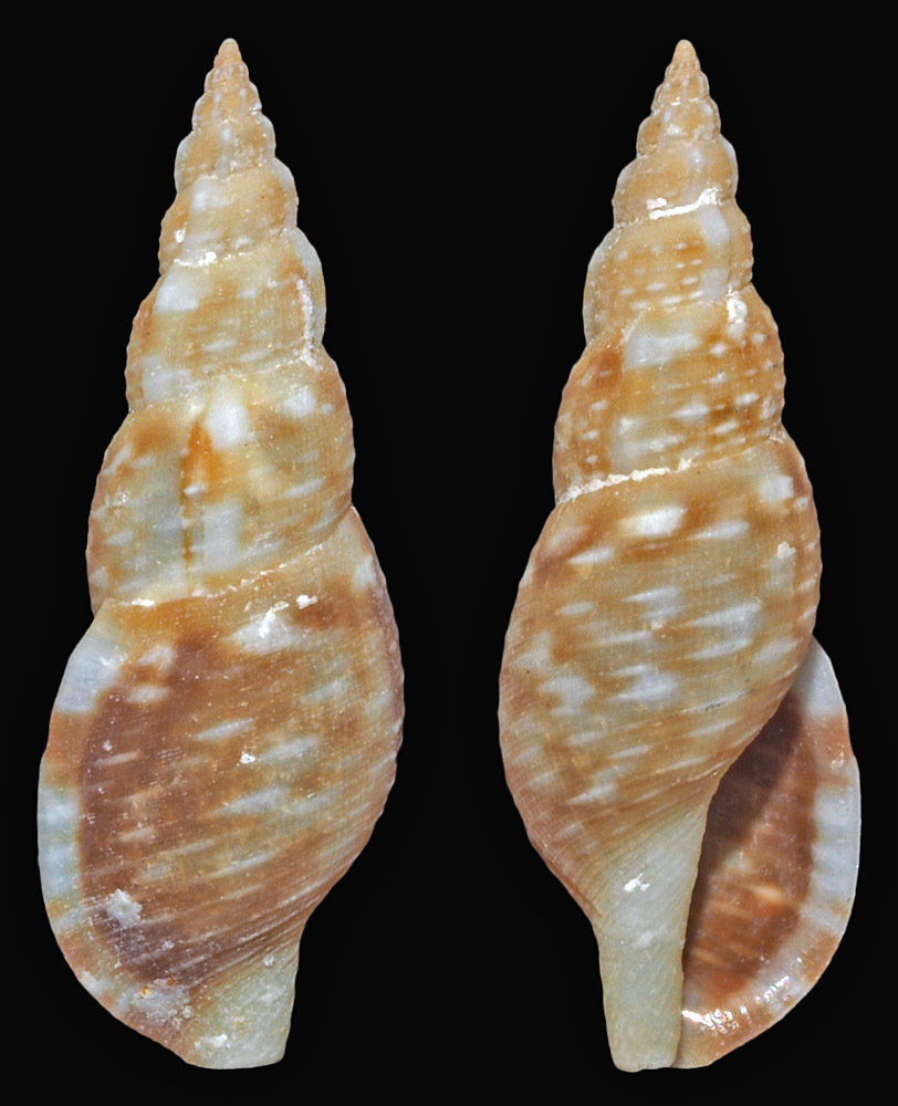 Daphnella varicosa