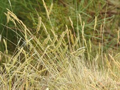 Koeleria crassipes