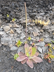 Plantago subnuda