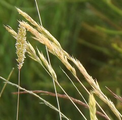 Festuca indigesta