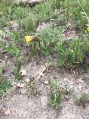 Arnica parryi