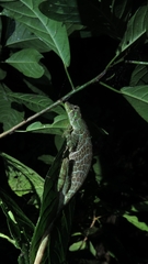 Anolis princeps