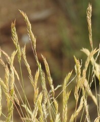 Festuca rivas-martinezii