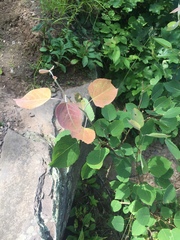 Populus