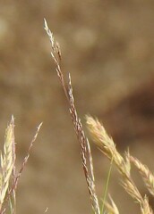 Molinia caerulea caerulea