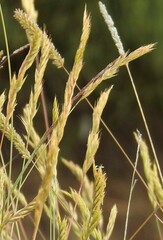 Festuca rivas-martinezii