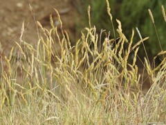 Molinia caerulea caerulea
