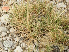 Festuca hystrix