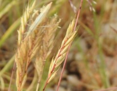 Festuca hystrix