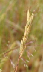 Festuca hystrix