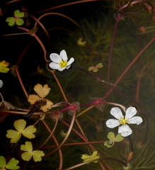 Ranunculus ololeucos