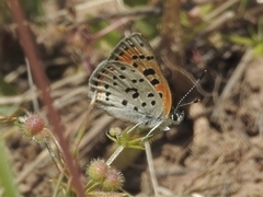 Lycaena cupreus