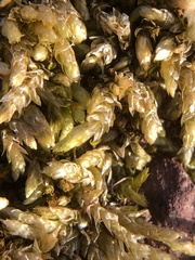 Rhynchostegium murale