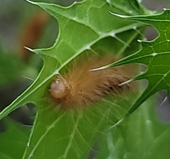 Pygarctia