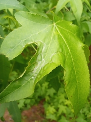 Phyllocnistis liquidambarisella