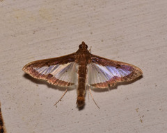 Diaphania elegans