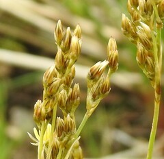 Juncus squarrosus