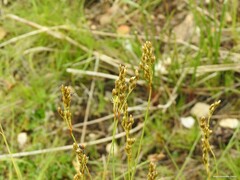 Juncus squarrosus