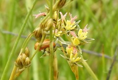 Juncus squarrosus