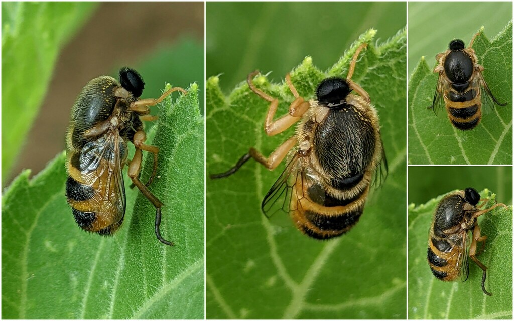 Astomella hispaniae