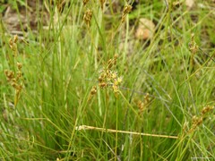 Juncus squarrosus