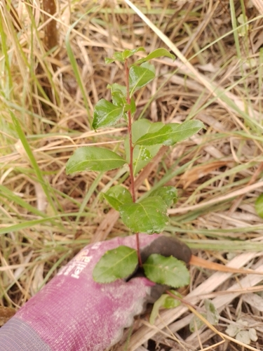 Maytenus boaria