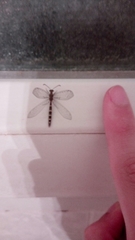 Neuroleon ochreatus