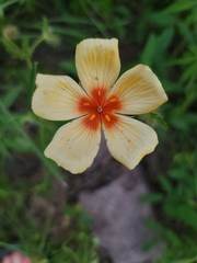 Kallstroemia grandiflora