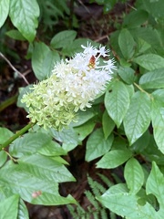 Amianthium