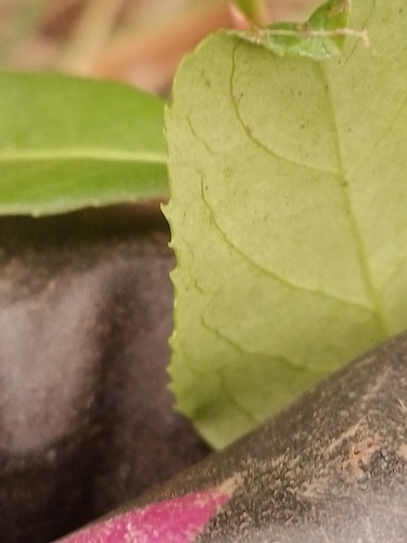 Maytenus boaria