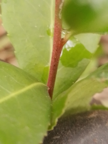 Maytenus boaria