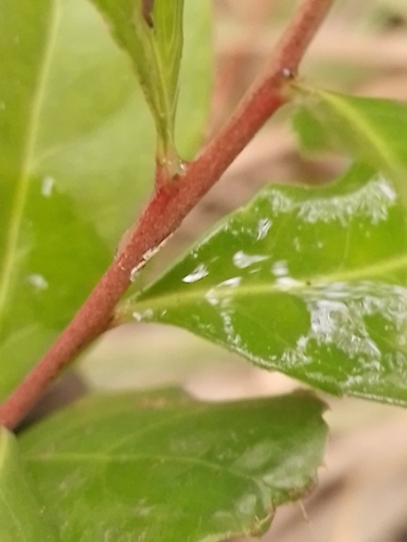Maytenus boaria
