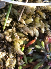 Rhynchostegium murale