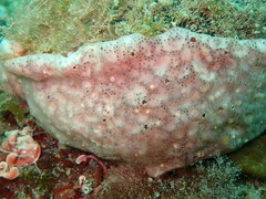 Polysyncraton lacazei