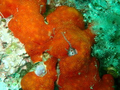 Polysyncraton lacazei