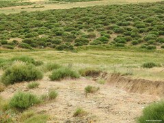 Cytisus oromediterraneus