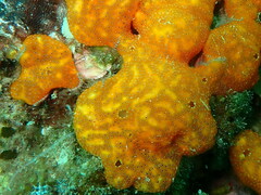 Polysyncraton lacazei