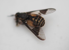 Chrysops sackeni