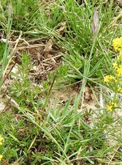 Dianthus legionensis