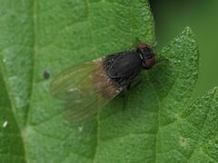 Minettia longipennis