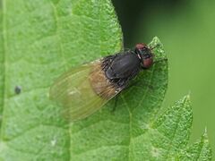 Minettia longipennis