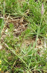 Dianthus legionensis