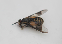 Chrysops sackeni