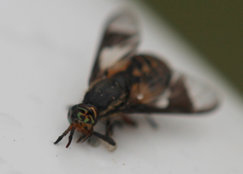 Sacken's Deer Fly photo 4