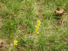 Dianthus legionensis