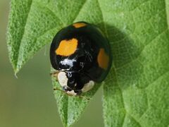 Harmonia axyridis