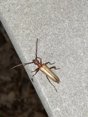 Centrodera decolorata
