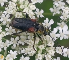 Brachyleptura